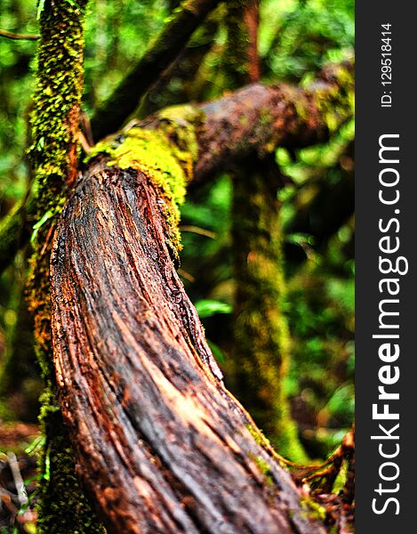 Wood root background in the middle of the forest