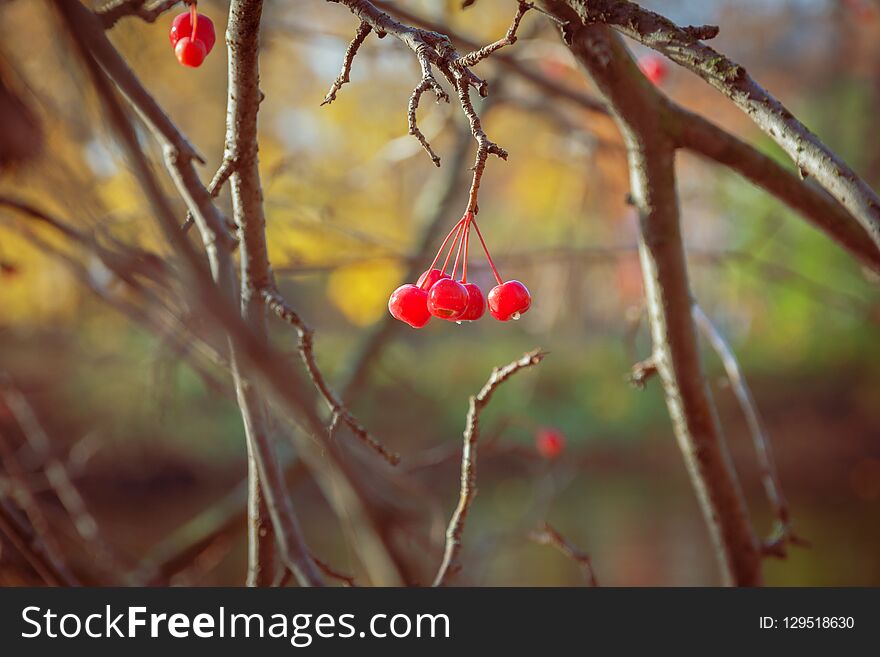 Autumn landscape: red berries on an autumn tree on a sunny day