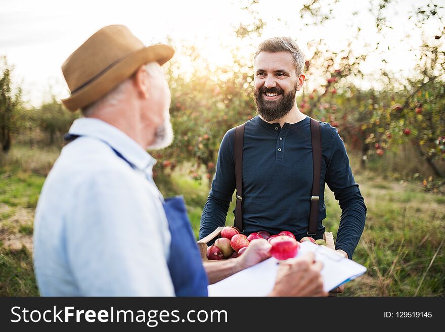 A senior man with adult son picking apples in orchard in autumn.