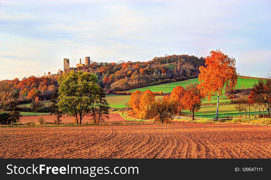 Nature, Field, Sky, Leaf