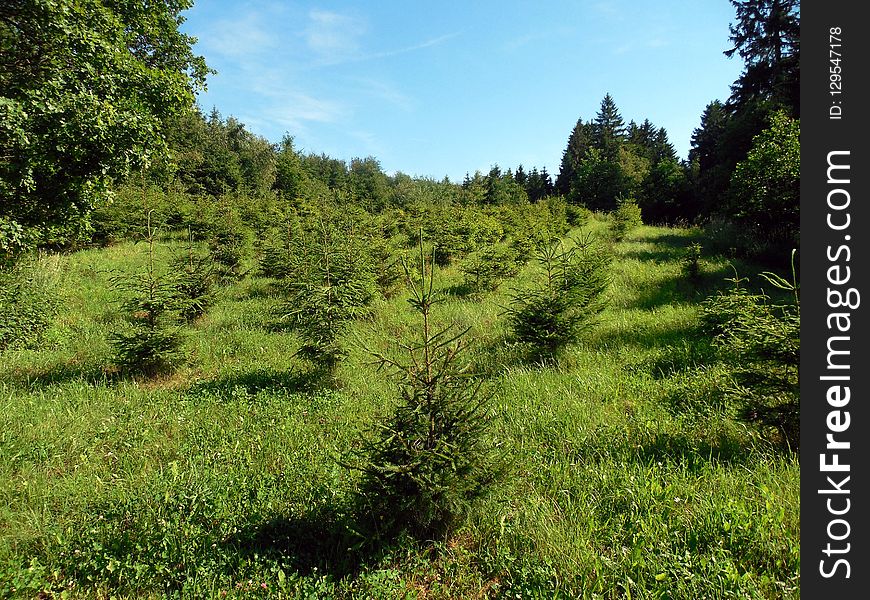 Vegetation, Grassland, Ecosystem, Nature Reserve