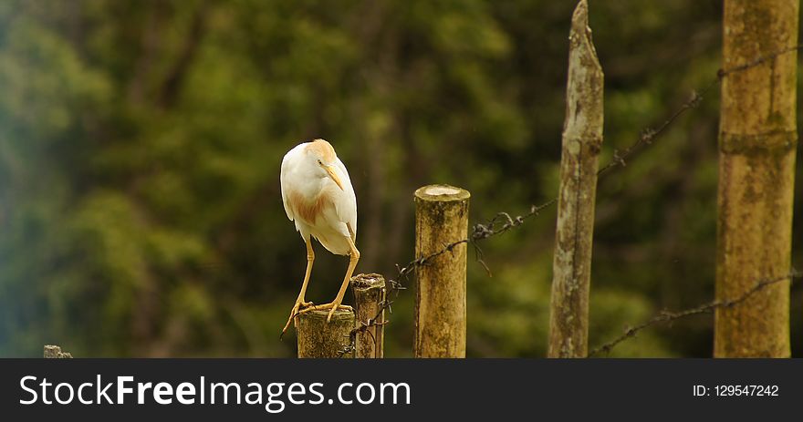 Bird, Fauna, Ecosystem, Beak