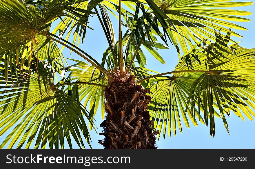 Tree, Borassus Flabellifer, Palm Tree, Arecales