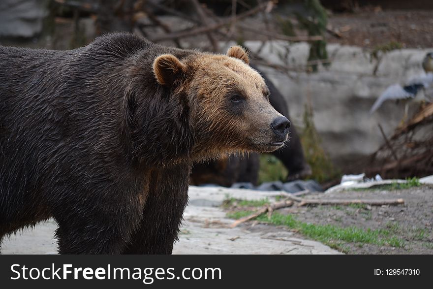 Brown Bear, Grizzly Bear, Bear, Terrestrial Animal