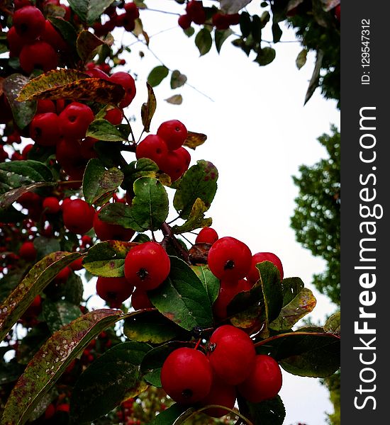 Fruit, Plant, Berry, Aquifoliaceae