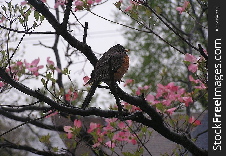 Bird, Branch, Tree, Fauna