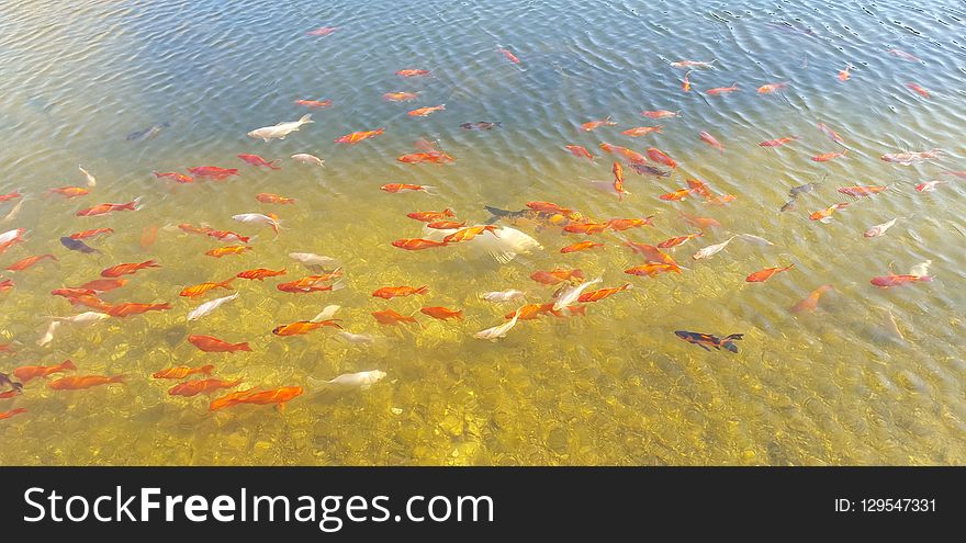 Water, Koi, Ecosystem, Fish Pond