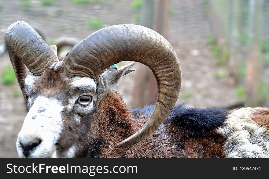 Horn, Sheep, Fauna, Argali