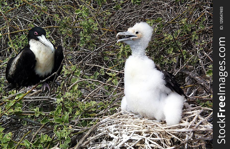 Bird, Fauna, Beak, Seabird