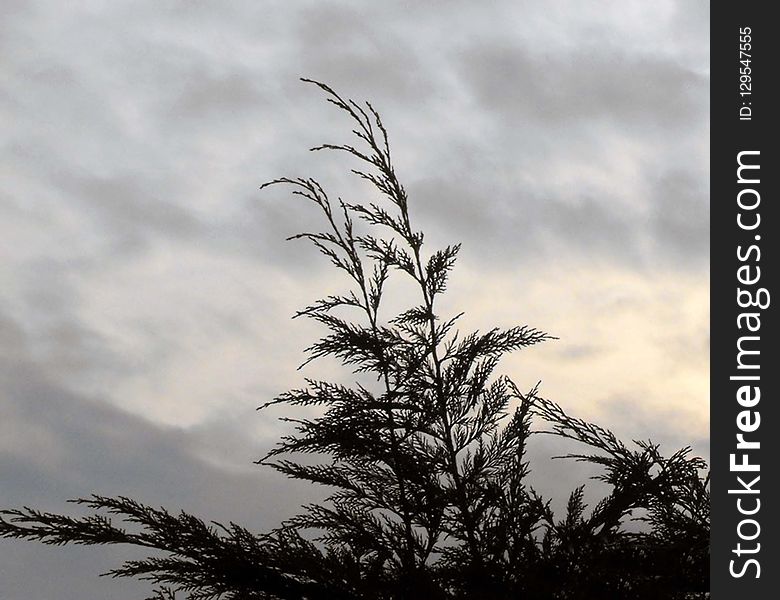 Sky, Cloud, Tree, Branch