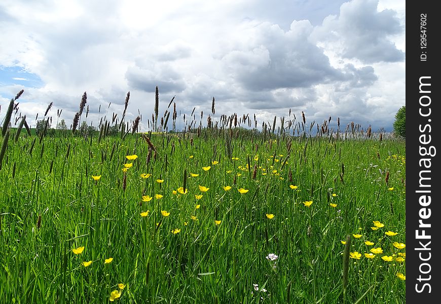 Grassland, Ecosystem, Meadow, Prairie