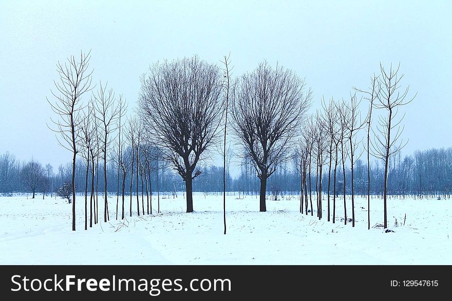 Winter, Snow, Tree, Freezing