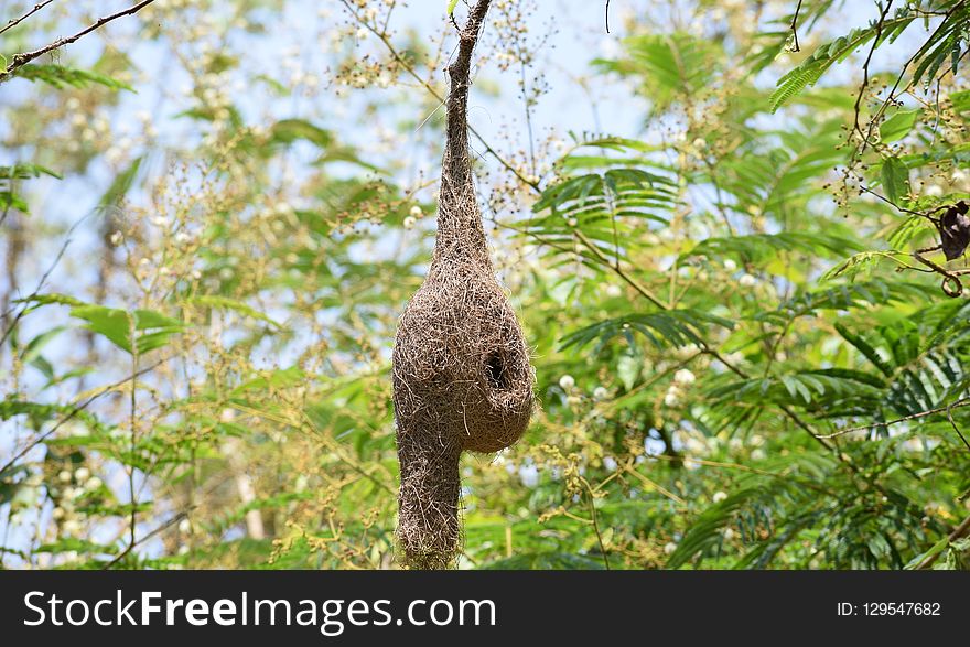 Fauna, Ecosystem, Bird, Flora