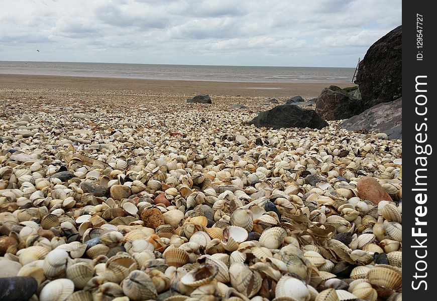 Seashell, Shore, Pebble, Sea
