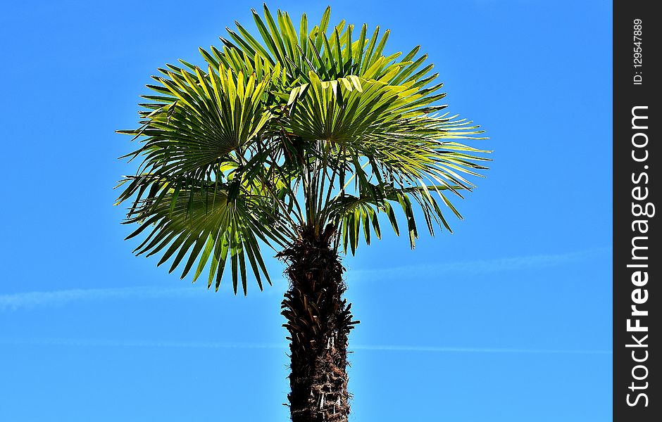 Borassus Flabellifer, Sky, Tree, Palm Tree