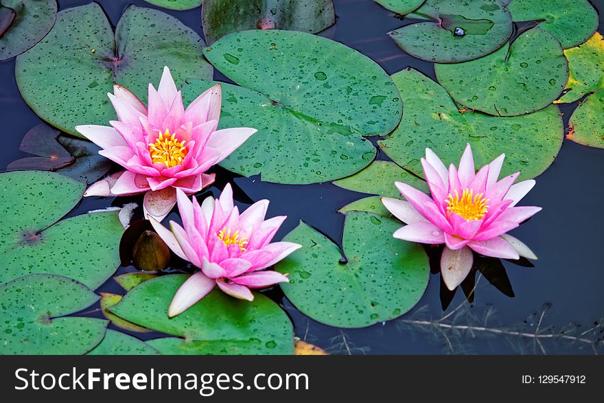 Flower, Plant, Flora, Aquatic Plant