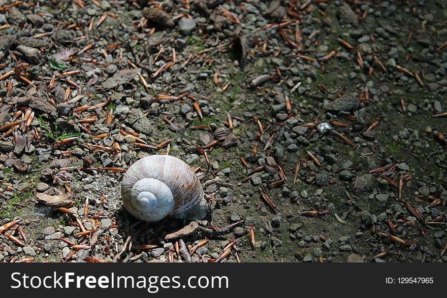 Snail, Snails And Slugs, Grass, Terrestrial Animal
