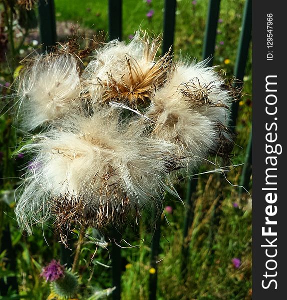 Plant, Flora, Flower, Flowering Plant