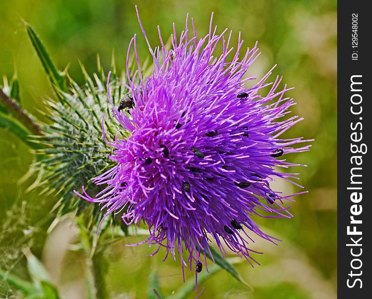 Silybum, Thistle, Flower, Noxious Weed