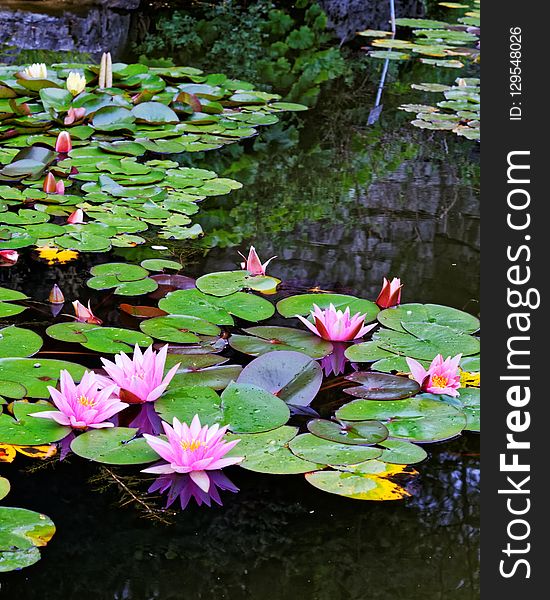 Flower, Plant, Water, Flora