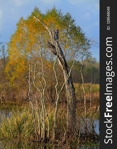 Tree, Ecosystem, Woody Plant, Vegetation