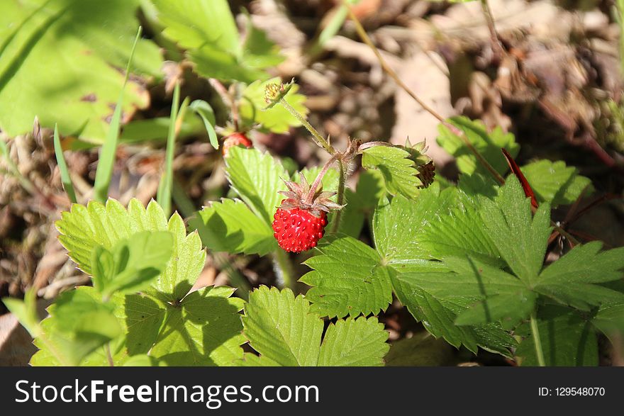 Plant, Strawberries, Flora, Leaf