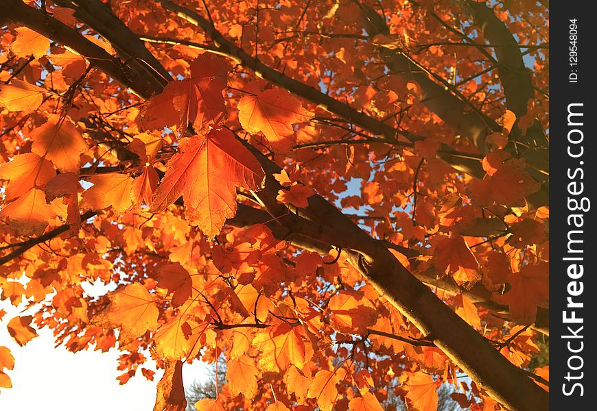 Autumn, Leaf, Tree, Deciduous