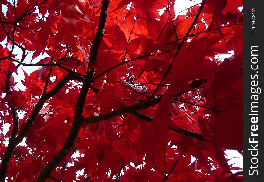 Red, Leaf, Tree, Autumn