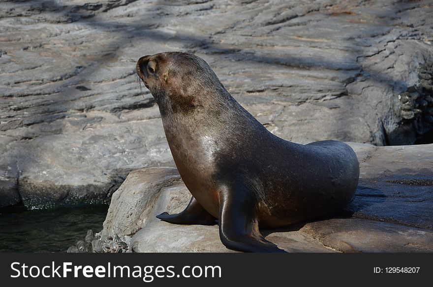 Seals, Fauna, Mammal, Harbor Seal
