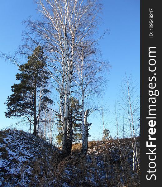 Tree, Woody Plant, Sky, Winter