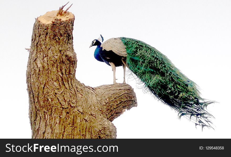 Fauna, Bird, Beak, Feather