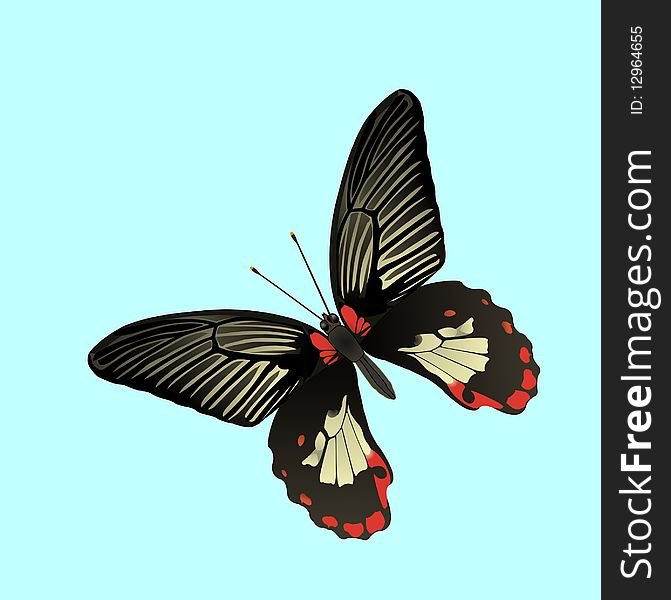 Tropic butterfly isolated, vector illustration. Tropic butterfly isolated, vector illustration