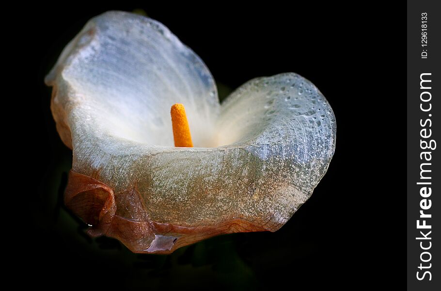 Dying or Whilting Arum flower on black background