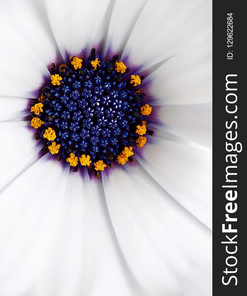 African daisy, Osteosparmum, white with blue and yellow centre