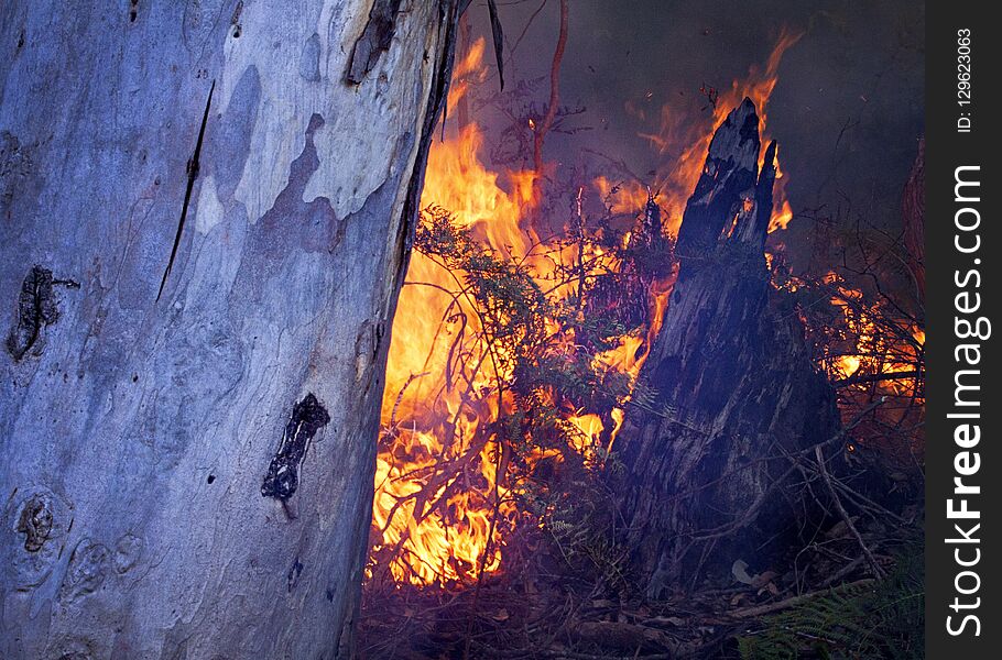 Gum Trees on Fire in the Denmark, Albany region of South West Australia