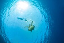 Green Sea Turtle With A Snorkeller Royalty Free Stock Photos Green Sea Turtle With A Snorkeller Royalty Free Stock Photos