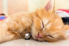 Orange Kitten With Bell Taking A Cat Nap Stock Image