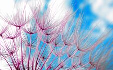 Dandelion Seeds Texture Background Royalty Free Stock Images