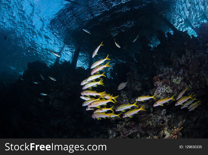 Shoal of yellowfin goatfish underneath a jetty, Red Sea, Egypt