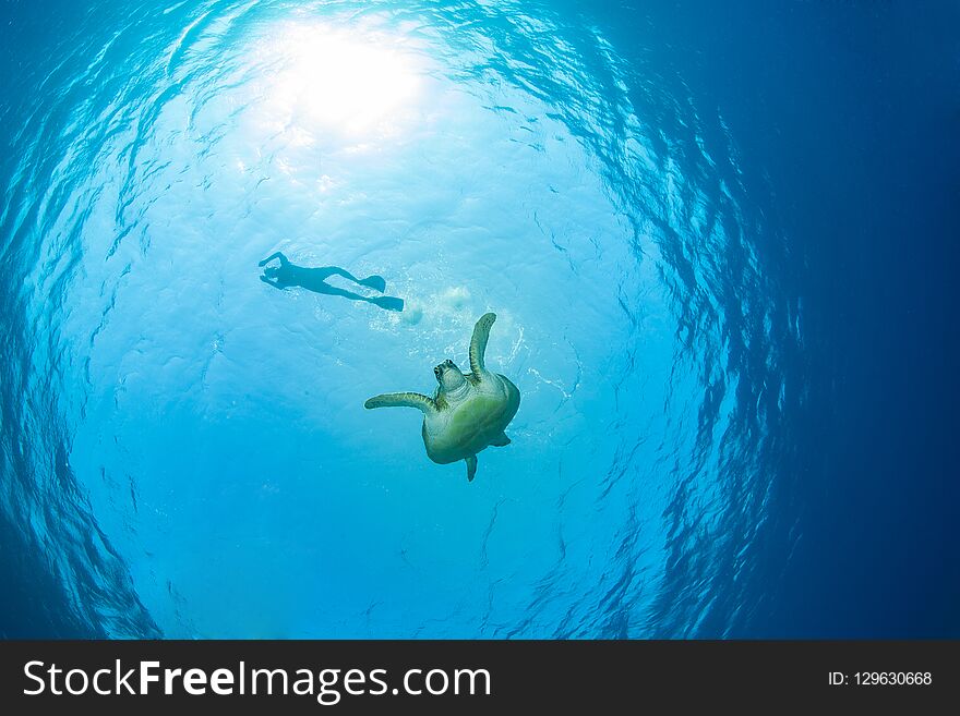 Green sea turtle returning from the surface with a snorkeller, Red Sea, Egypt. Green sea turtle returning from the surface with a snorkeller, Red Sea, Egypt