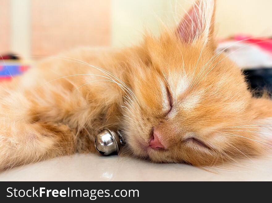 Orange Kitten with Bell Taking a Cat Nap