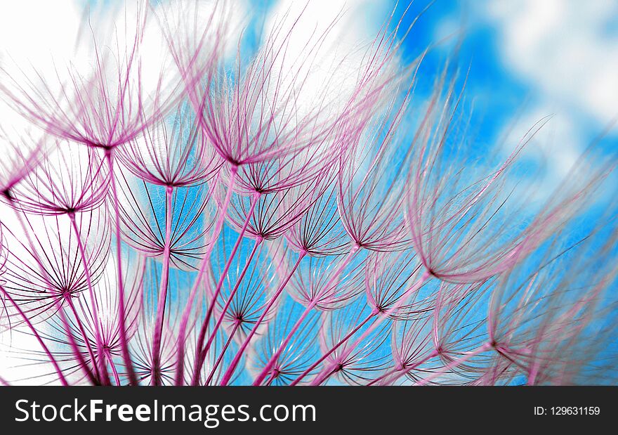 Dandelion seeds texture background. close up.