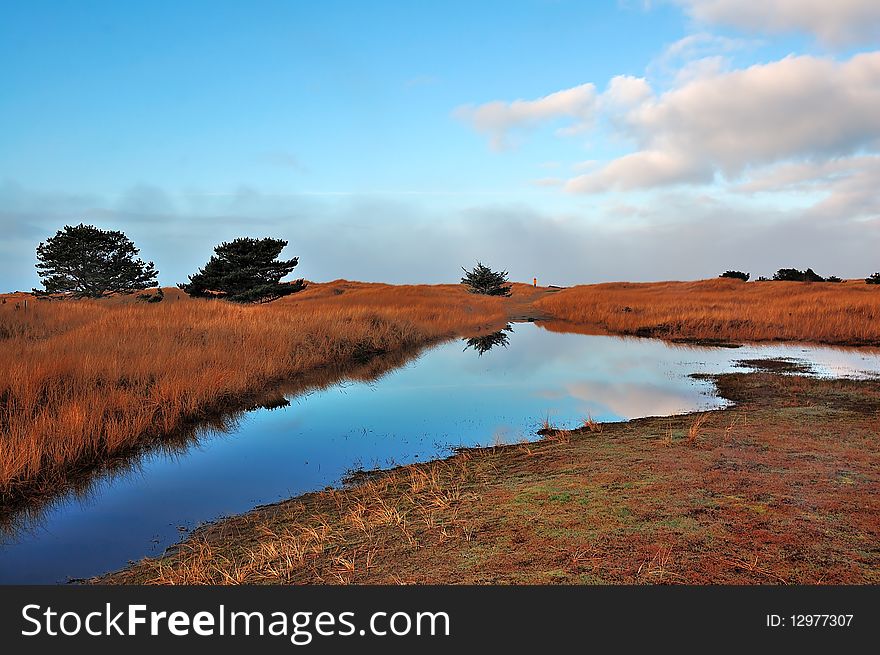 Pond Reflection