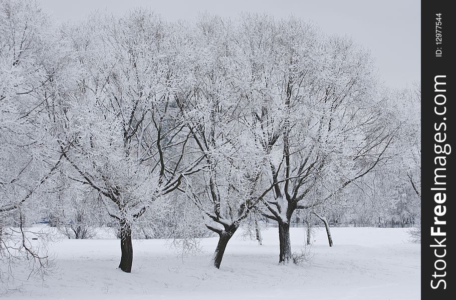 Winter park - snow and beautiful icy trees