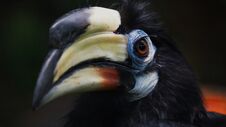 The Oriental Pied Hornbill Anthracoceros Albirostris Is An Indo-Malayan Pied Hornbill Stock Photography