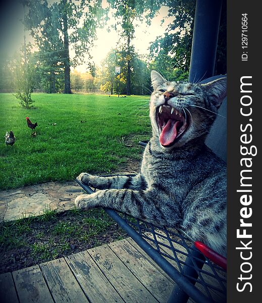 A cat yawning while the chickens feed. A cat yawning while the chickens feed