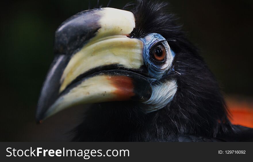 The oriental pied hornbill Anthracoceros albirostris is an Indo-Malayan pied hornbill
