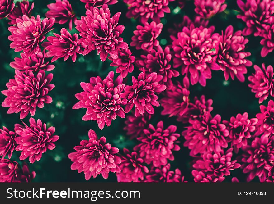 Background of beautiful pink flowers. Spray Chrysanthemum. View from above