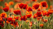 Poppies In Field In Evening Light. Stock Photos