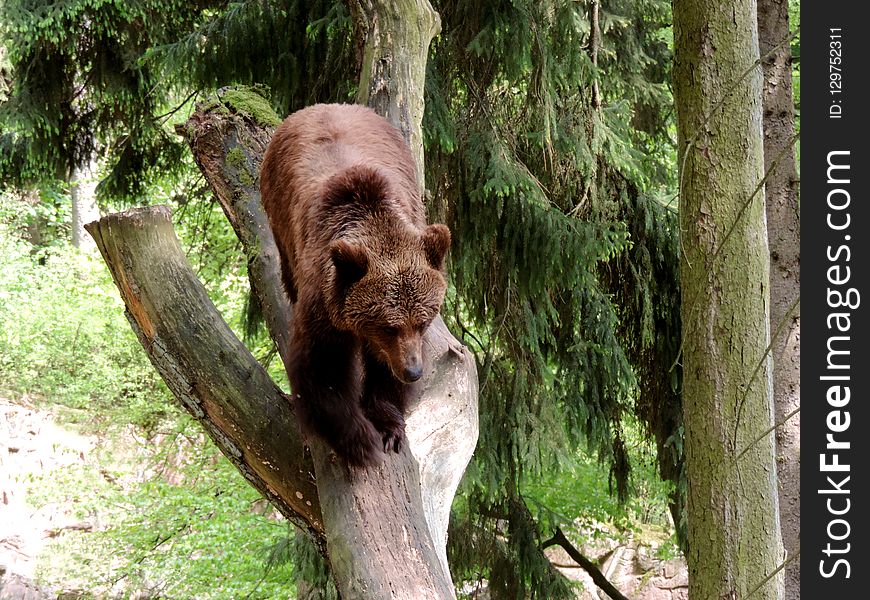 Brown Bear, Wilderness, Nature Reserve, Terrestrial Animal